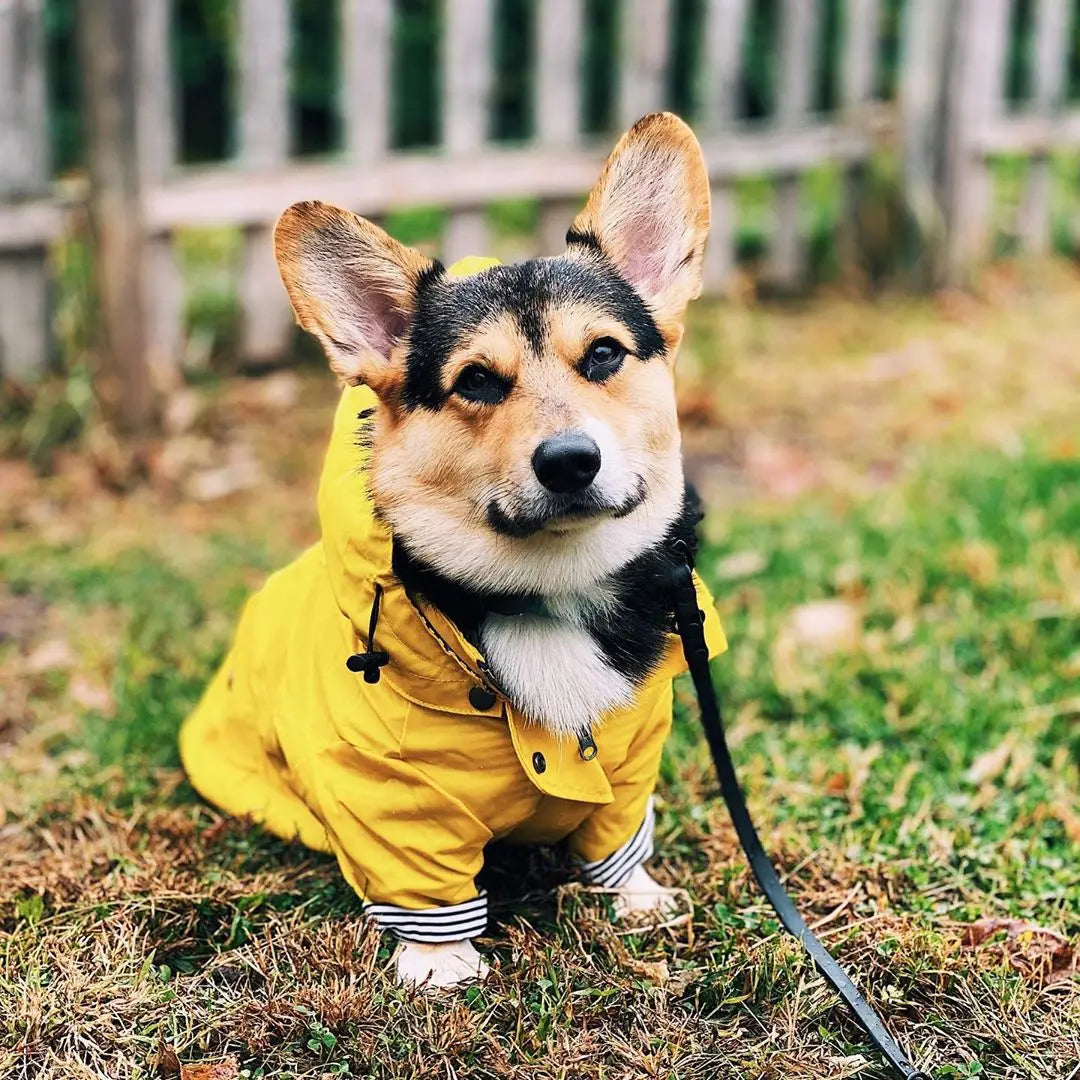 Premium Raincoat | Luxury Pet Outerwear