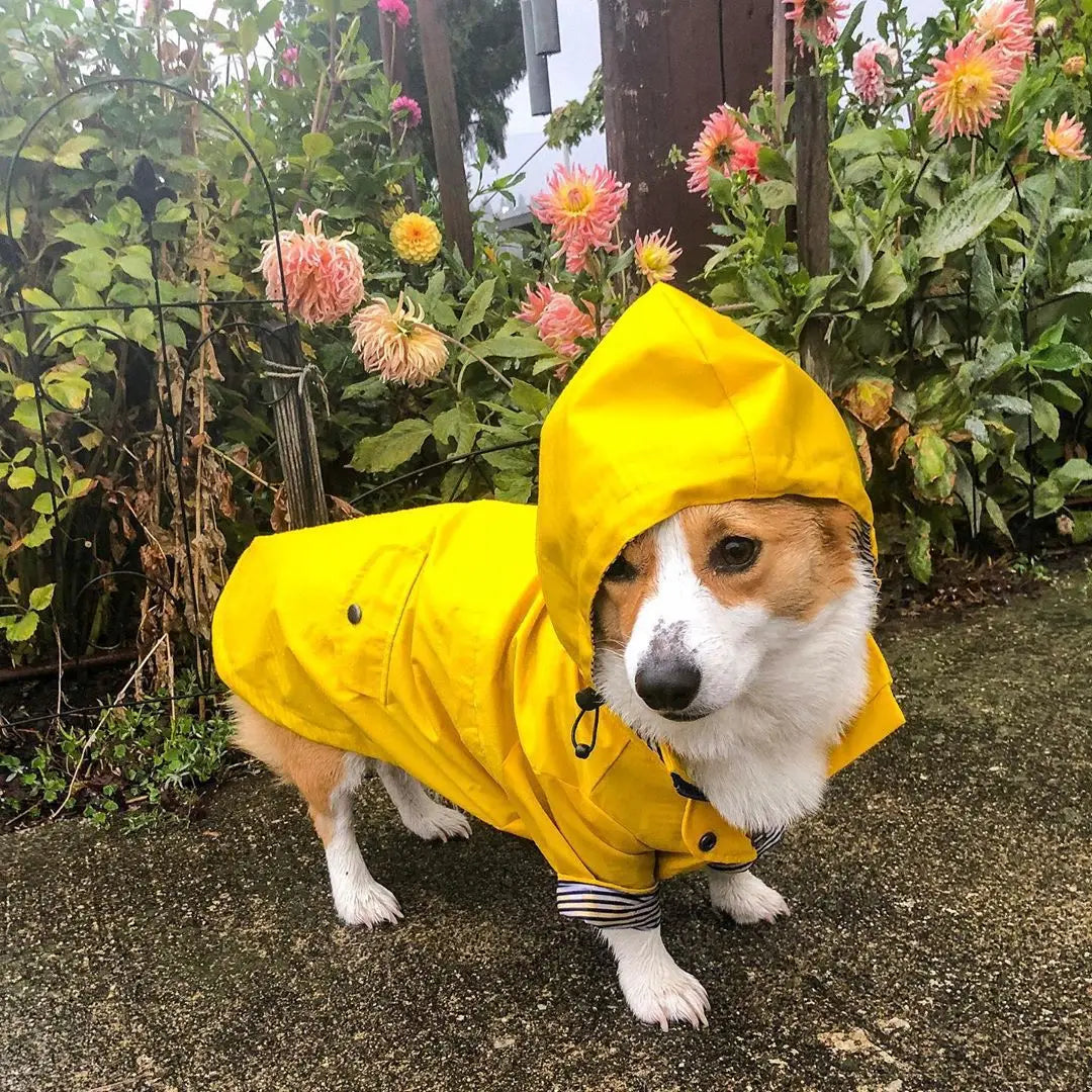 Premium Raincoat | Luxury Pet Outerwear